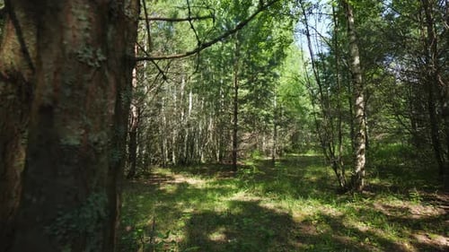 A Beautiful Lush Green Forest Pathway Enveloped and Surrounded By Majestic Trees Clip