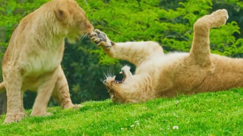 A Pair of Young Lions Playing on the Green Grass