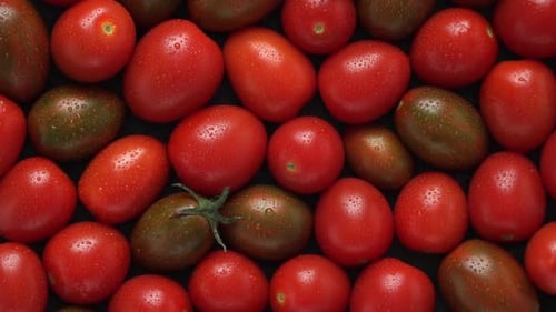 Top View of Fresh Red Tomato with Dewdrop Rotate in Circle Harvesting