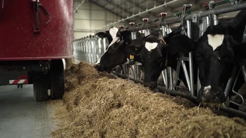 Feeding Cows on a dairy farm. Cattle of cows