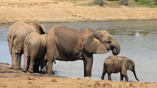African Elephants Drinking Water, South Africa