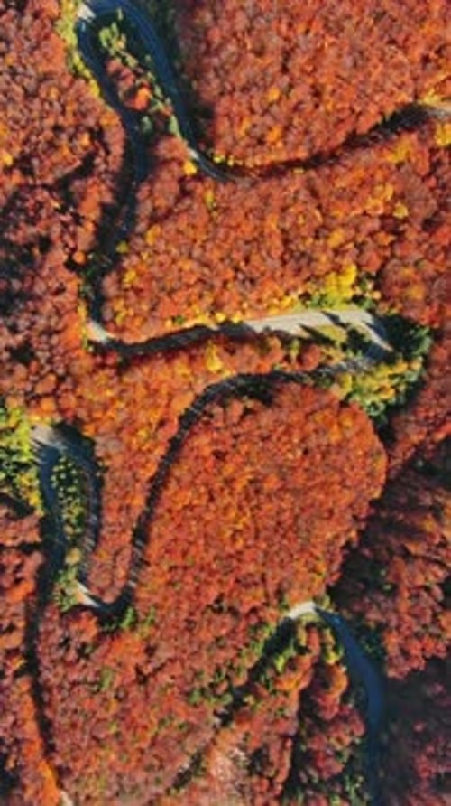 Curved Road Trough Autumn Forest