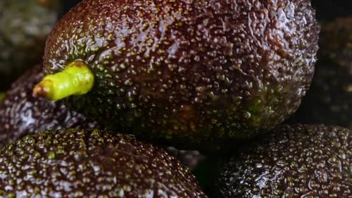Splashes of water fall on avocado fruits with leaves on a black background. Raw Fruits, healthy food