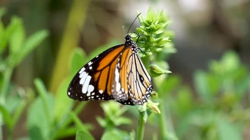 Monarch butterfly flying away from flower . close up view of Monarch butterfly, 4K