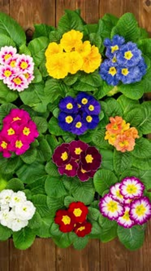 Primrose Timelapse of First Spring Flower Blossom. Primula Vulgaris Background