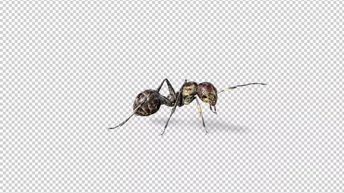 Zombie Ant Idle 3