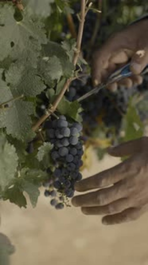 Worker Cutting Ripe Grape Bunch with Secateurs - Vertical Slow Motion
