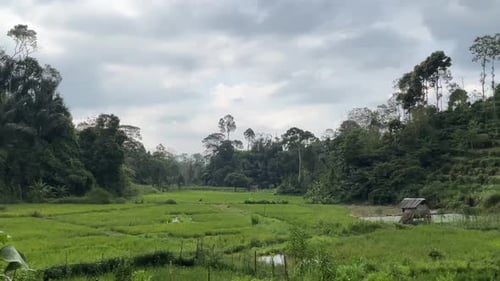 rice field view