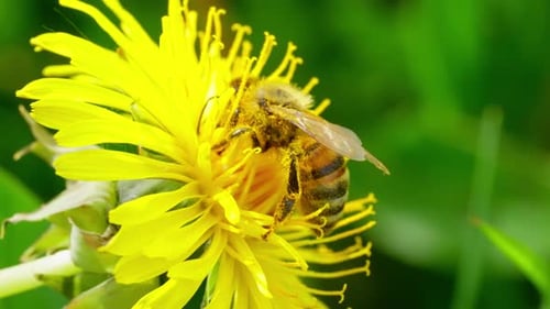 Close-up slow motion shot of a bee collecting pollen from a yellow dandelion bloom