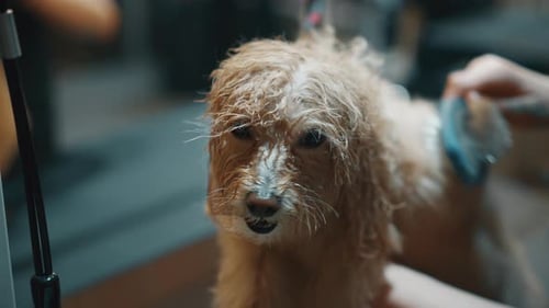 Dog Getting Brushed at Pet Grooming Salon
