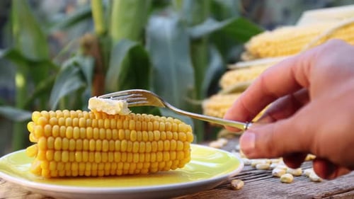 Boiled corn in nature. Close-up.