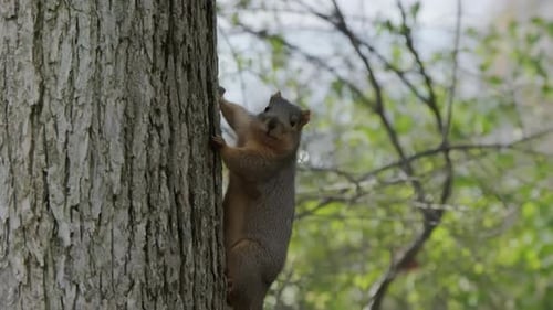 City Park Funny Rodent Squirrel on Tree Trunk Looking in Camera Holding on Tree