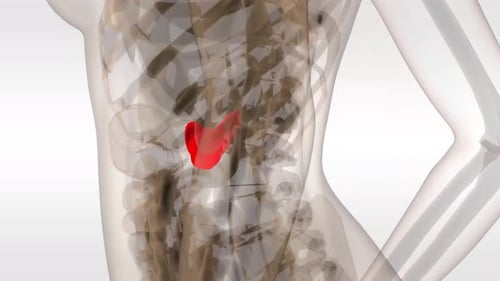 3D Medical Animation of Human Pancreas and Skeleton