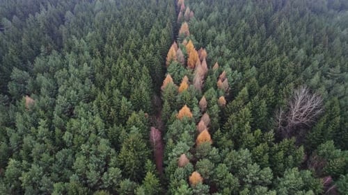 Aerial view of forest on a cloudy day. Drone shot flying over spruce conifer treetops, nature backgr