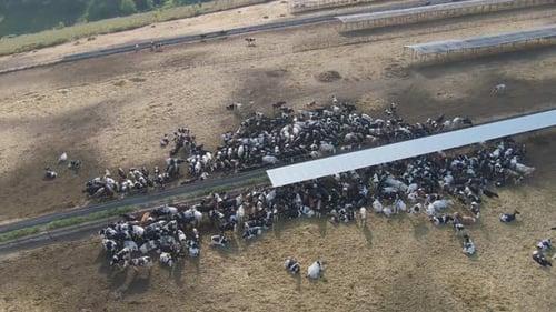 Domestic Cows Grazing in the Pasture Farm Aerial View