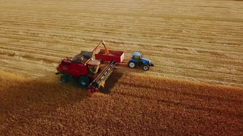Aerial Drone View Overloading Grain From Combine Harvesters Into Grain Truck in Field Harvester