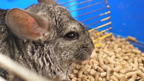 14 1People care for and play with chinchillas.