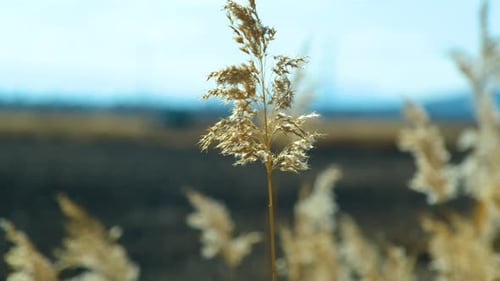 Field of Grasses Gently Swaying in the Wind