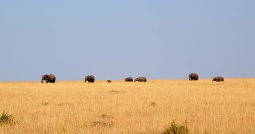 Group Of Endangered African Elephants Walking In The Savannah In Daytime In Masai Mara, Kenya. - wid