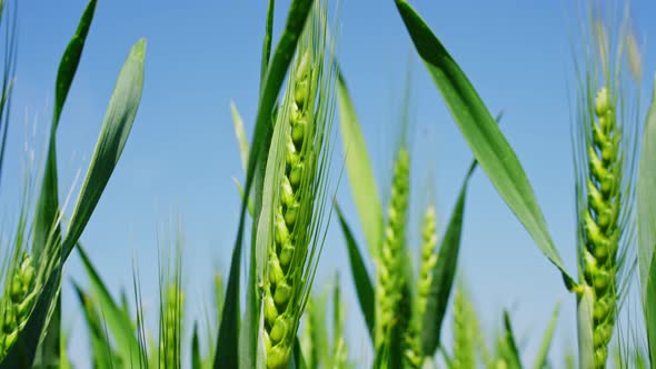 Tall Rye Plants Moving in Breeze, Close View, Nature Stock Footage ft ...