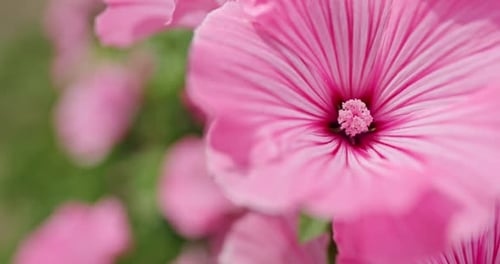 Hibiscus Rosasinensis Known As Chinese hibiscusChina Rose Hawaiian Hibiscusrose Mallow and