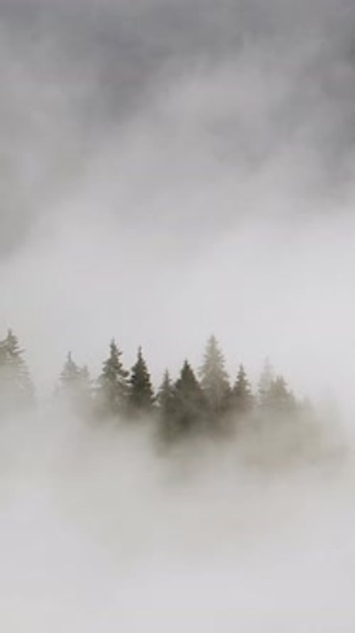 Vertical Screen Dense European Forest in Foggy Weather Beautiful Untouched and Pristine Natural