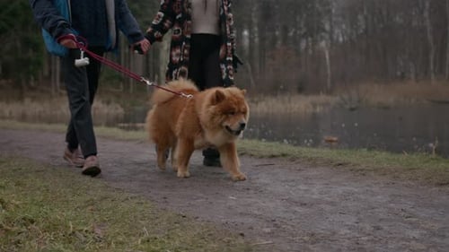 A Chow Chow Dog Enjoying A Walk By The Lake