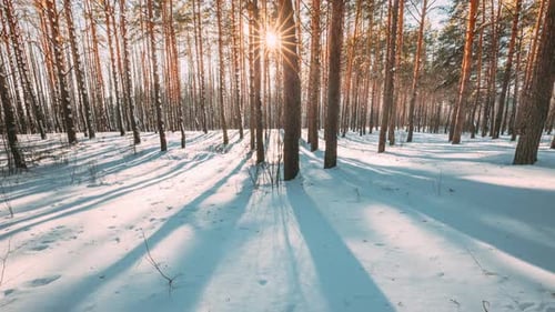 Beautiful Blue Shadows From Pines Trees In Motion On Winter Snowy Ground