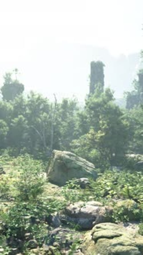 A Forest Filled with Lots of Rocks and Trees