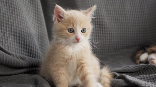 Slow motion shot of kittens playing with each other on a sofa