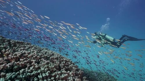 Female Scuba Diver swimming through Vibrant Coral Fish (purple and silver). Coral Reef and crystal b