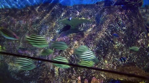 Exotic coral reef fish swim in calm blue waters of a tranquil aquarium