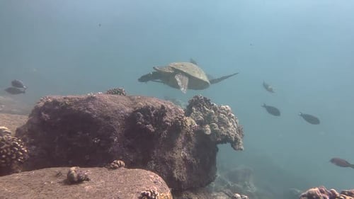 Sea turtle slowly swimming in blue water through sunlight. Scuba diving with wildlife. Underwater se