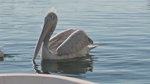 Cute Pelicans Swim Between Boats