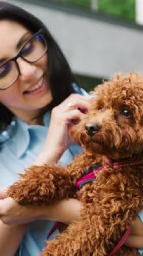 Portrait of Smiling Young Woman Playing with Maltipoo Puppy and Looking at Camera in City Park