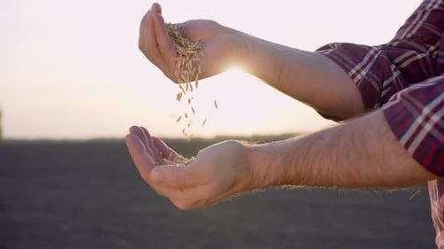 Farmer Man Hands Sowing Grain Seeds Wheat Plants at Soil Field Sunset Harvesting Farming Seedling