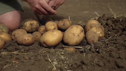 Man rubs dirt off harvested potatoes with hands in rustic garden, Closeup