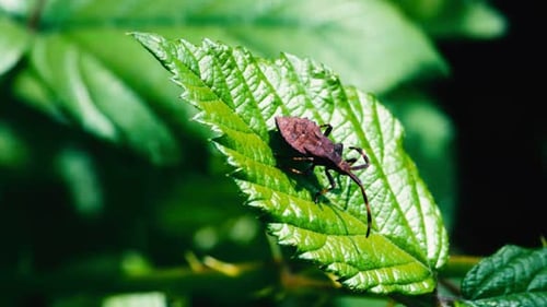 Brown beetle moving on green leaf