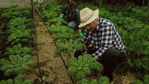 Latin farmers working inside greenhouse - Farm people lifestyle concept