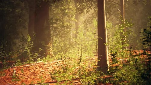 A Forest Filled with Lots of Tall Trees