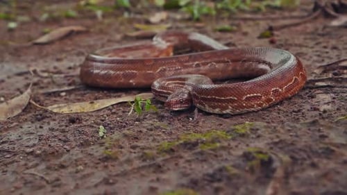 Boa arcoíris brasileña descansando en el suelo en Chapada dos Veadeiros