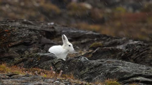 Pure White Arctic Hare grooming and cleaning in Greenland with heavy rain falling in slow motion