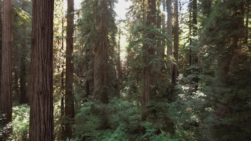 Aerial View of Beautiful Sunny Redwood Forest