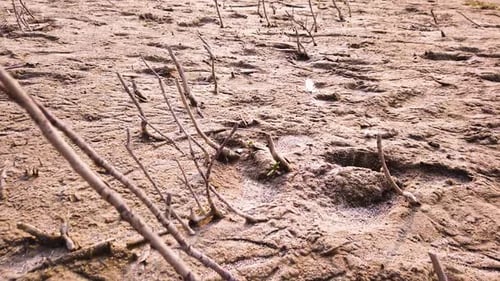 View of dead trees and arid landscape - aerial drone shot
