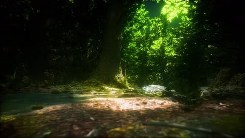 Tree Roots and Sunshine in a Green Forest