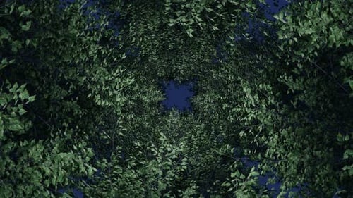 Background Forest