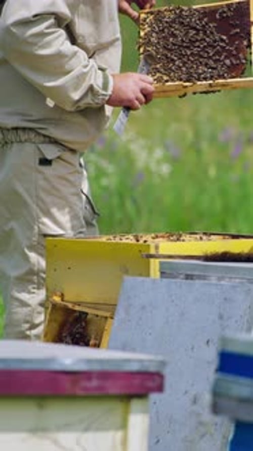Professional apiarist examining bees on frame in apiary.