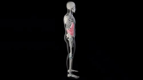 Músculos oblíquos abdominais externos em todo o corpo humano