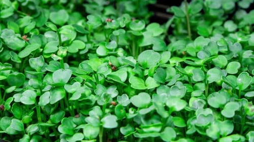 Mircogreens Arugula from Seeds to Salad Seedling in Time Lapse Growth. Green Grass. Dew on the Grass
