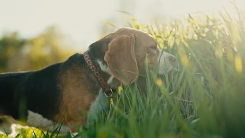 Lovely Beagle Eating Green Fresh Grass Beautiful Dog on Walk on Nature